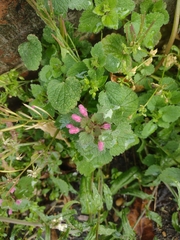 Lamium purpureum