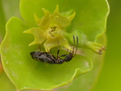 Microhoria