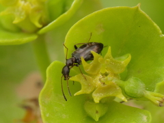 Microhoria