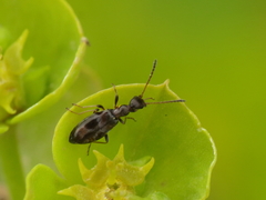 Microhoria
