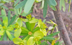 Ancistrocerus kerneri