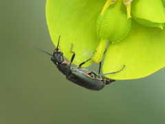 Clanoptilus abdominalis