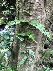 Arthropteris palisotii