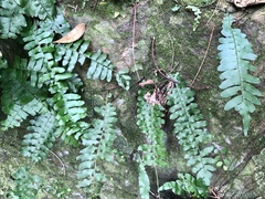 Arthropteris palisotii