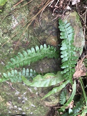 Arthropteris palisotii