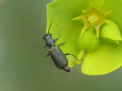 Clanoptilus abdominalis