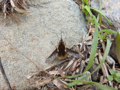 Bombylius medius