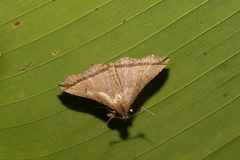 Salia semiothisa
