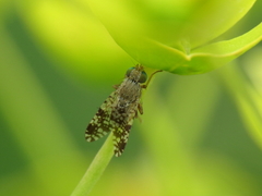 Tephritis matricariae