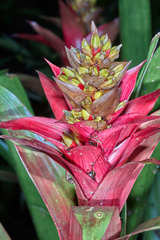 Guzmania blassii