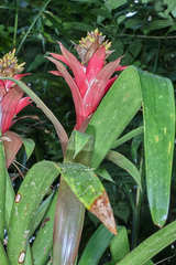 Guzmania blassii