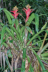 Guzmania blassii