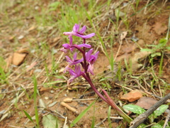 Orchis olbiensis