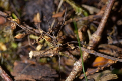 Forsteropsalis inconstans