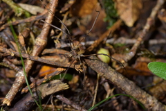 Forsteropsalis inconstans