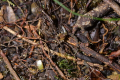 Forsteropsalis inconstans