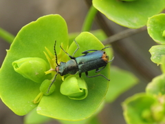 Clanoptilus abdominalis