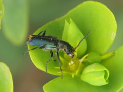 Clanoptilus abdominalis
