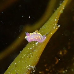 Polycera janjukia