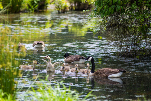 Canada Goose photographed in Tennessee