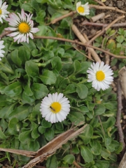 Bellis perennis