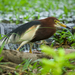 Chinese Pond-Heron - Photo (c) Sam Hambly, some rights reserved (CC BY-NC), uploaded by Sam Hambly