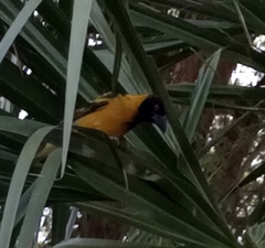 Ploceus melanocephalus