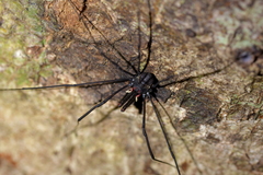 Forsteropsalis inconstans