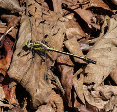 Gomphurus septima