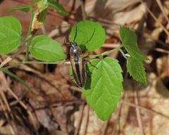 Tesolasomus trivittatus