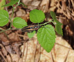 Tesolasomus trivittatus