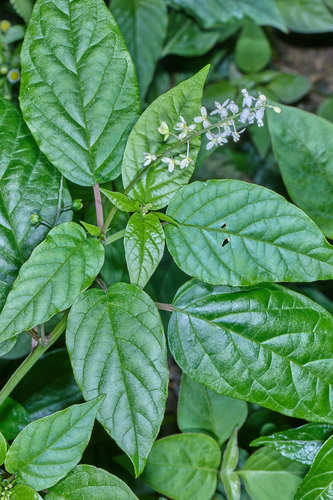 Rivina humilis