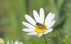 Osmia latreillei
