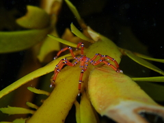 Anoplodactylus evansi