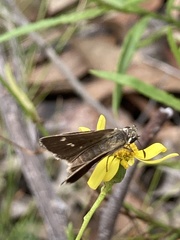 Hesperilla crypsigramma
