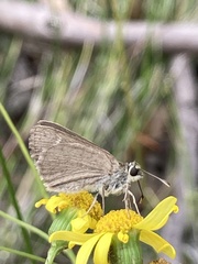 Hesperilla crypsigramma