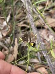 Hesperilla crypsigramma