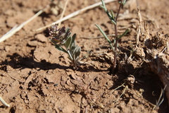 Cuprella homalocarpa