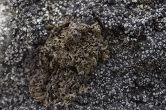 Anaptychia runcinata