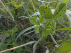 Trifolium pallidum