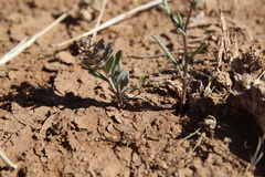 Cuprella homalocarpa