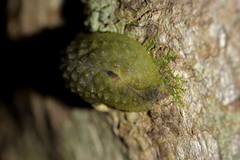 Athoracophorus papillatus