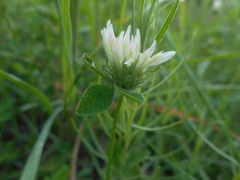 Trifolium pallidum