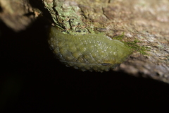 Athoracophorus papillatus