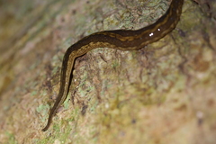 Australopacifica jacksoniana