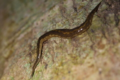 Australopacifica jacksoniana