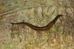 Australopacifica jacksoniana