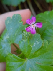 Geranium lucidum