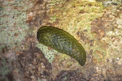 Athoracophorus papillatus