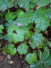 Geranium lucidum